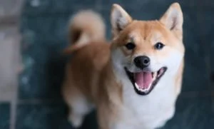 Shiba Inu