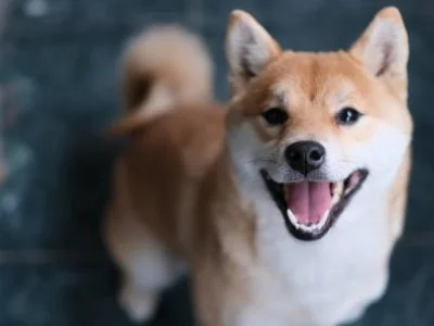 Shiba Inu